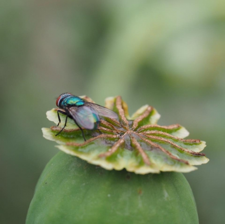 Groene vlieg op uitgebloeide papaver