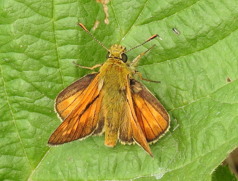 Groot dikkopje - Geleedpotigen - Groot dikkopje.