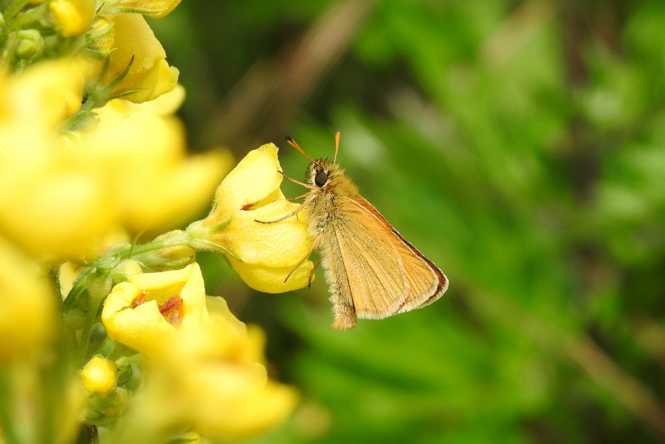 Groot dikkopje - Geleedpotigen - Groot dikkopje