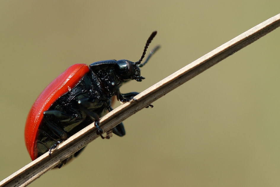 groot populierenhaantje - Geleedpotigen - 