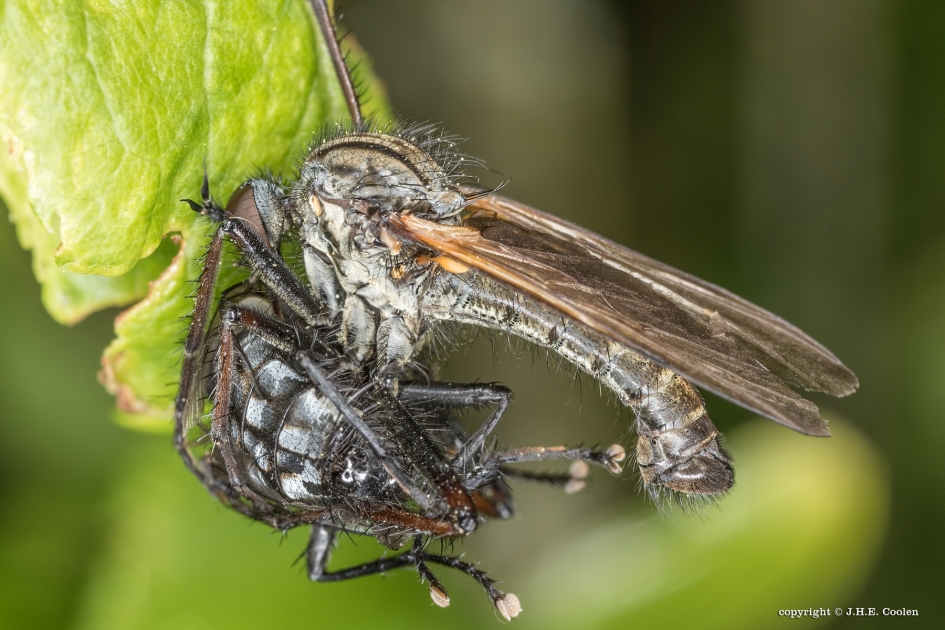 Grote dansvlieg ...... - Geleedpotigen - Grote dansvlieg