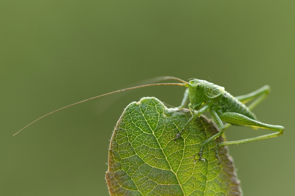 grote groene sabelsprinkhaan -nimf- - Geleedpotigen - 