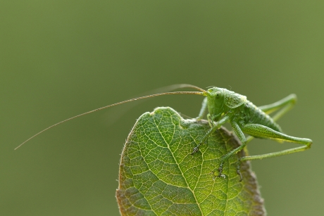 grote groene sabelsprinkhaan -nimf-