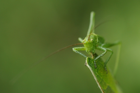 grote groene sabelsprinkhaan -nimf-