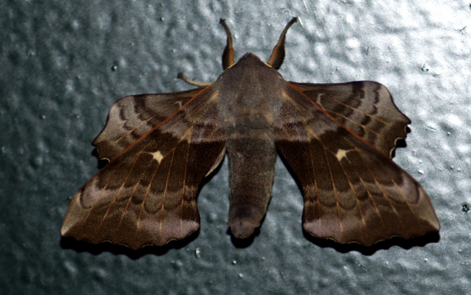 Grote Nachtvlinder - Geleedpotigen - 