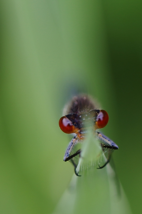 grote roodoogjuffer -m-