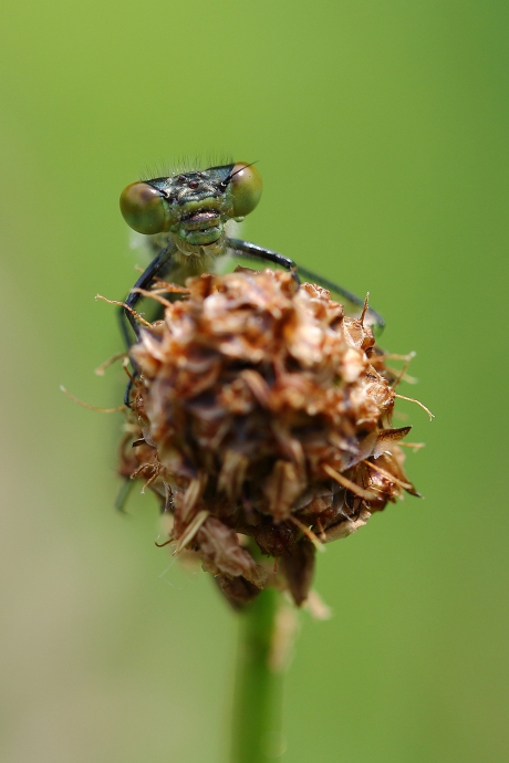 grote roodoogjuffer -v-