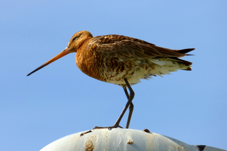 Grutto - Vogels - Grutto