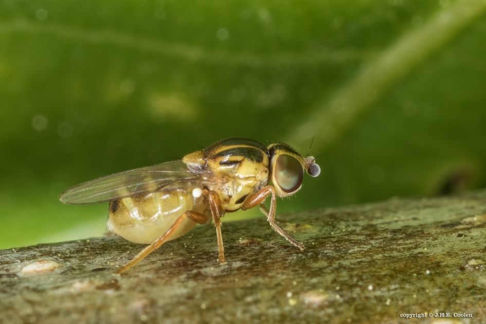 Halmvlieg(je) - Geleedpotigen - Halmvlieg