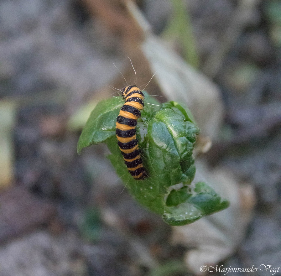 Harige jongen - Geleedpotigen - Sint Jacobs rupsen
