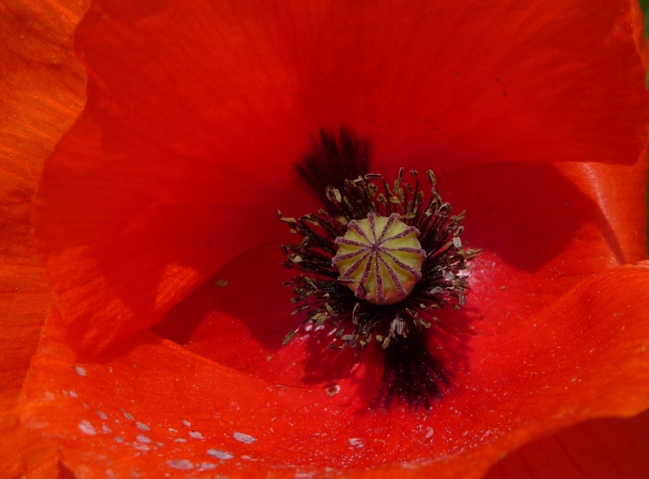 Hart van een klaproos - Planten - 