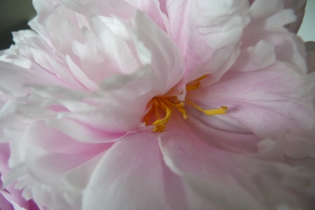 Hart van een pioenroos