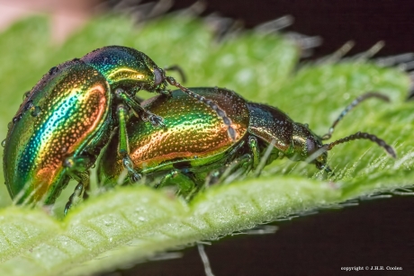Hennepnetel-goudhaantje(s)