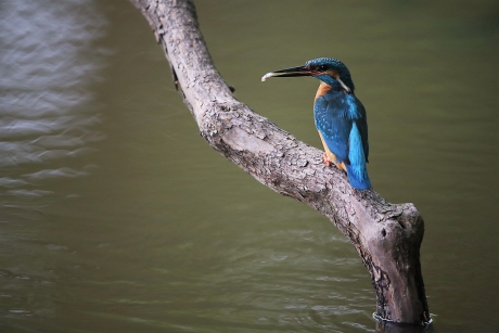 Het tweede nest van het ijsvogelpaartje.