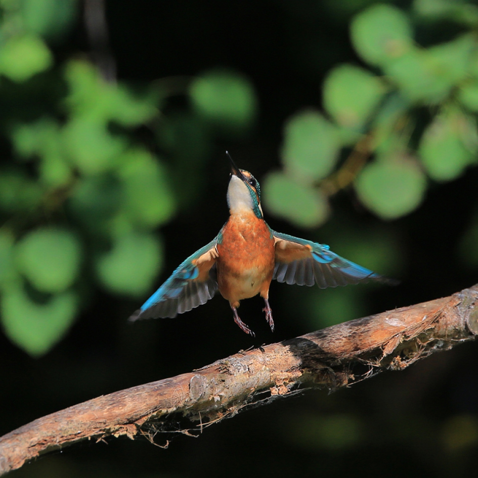 Hoger - Vogels - IJsvogel
