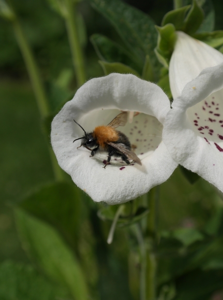 Hommel