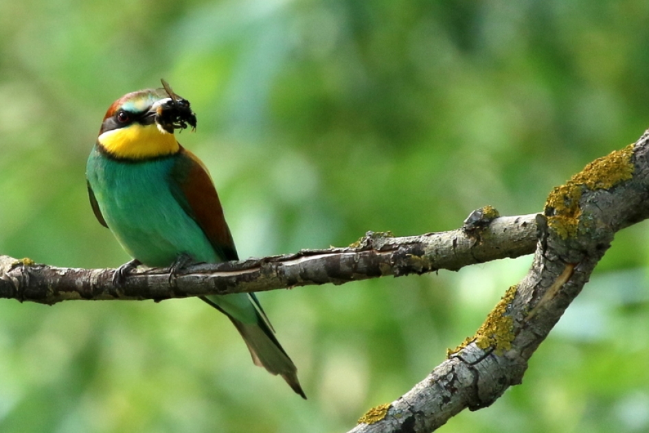 hommel mag ook! - Vogels - Bijeneter