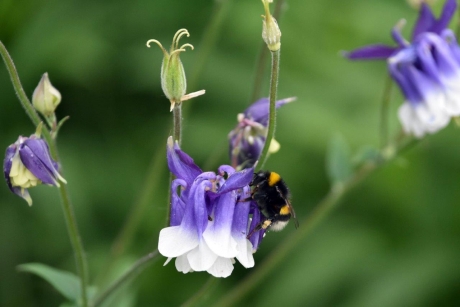 Hommel op akelei