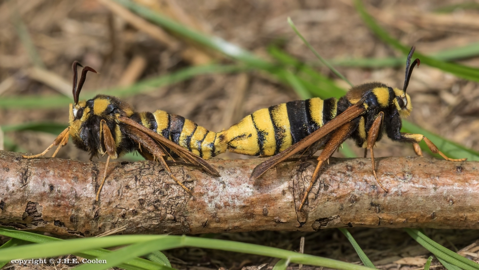 Hoornaarvlinder(s) - Geleedpotigen - Hoornaarvlinder