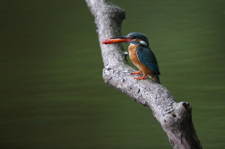 Ijsvogel