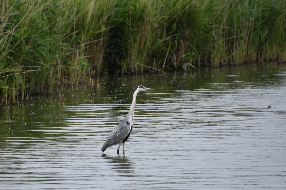 Ik sta hier maar... - Vogels - 