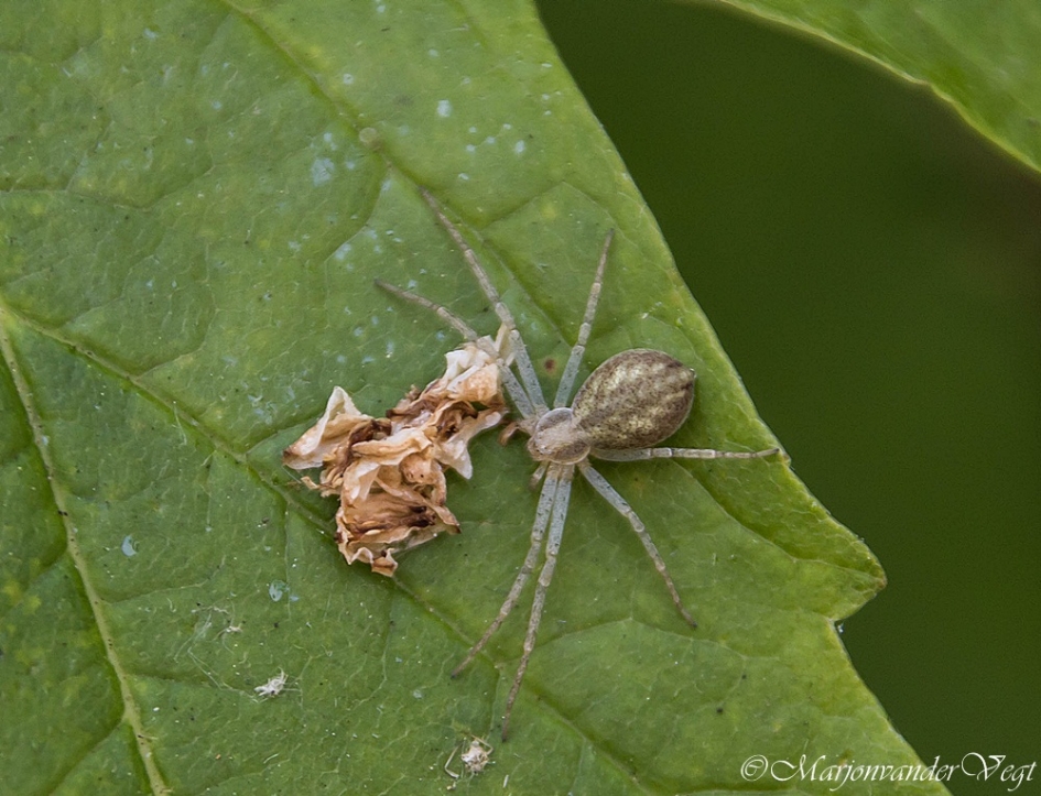 In de verdediging - Geleedpotigen - krabspin