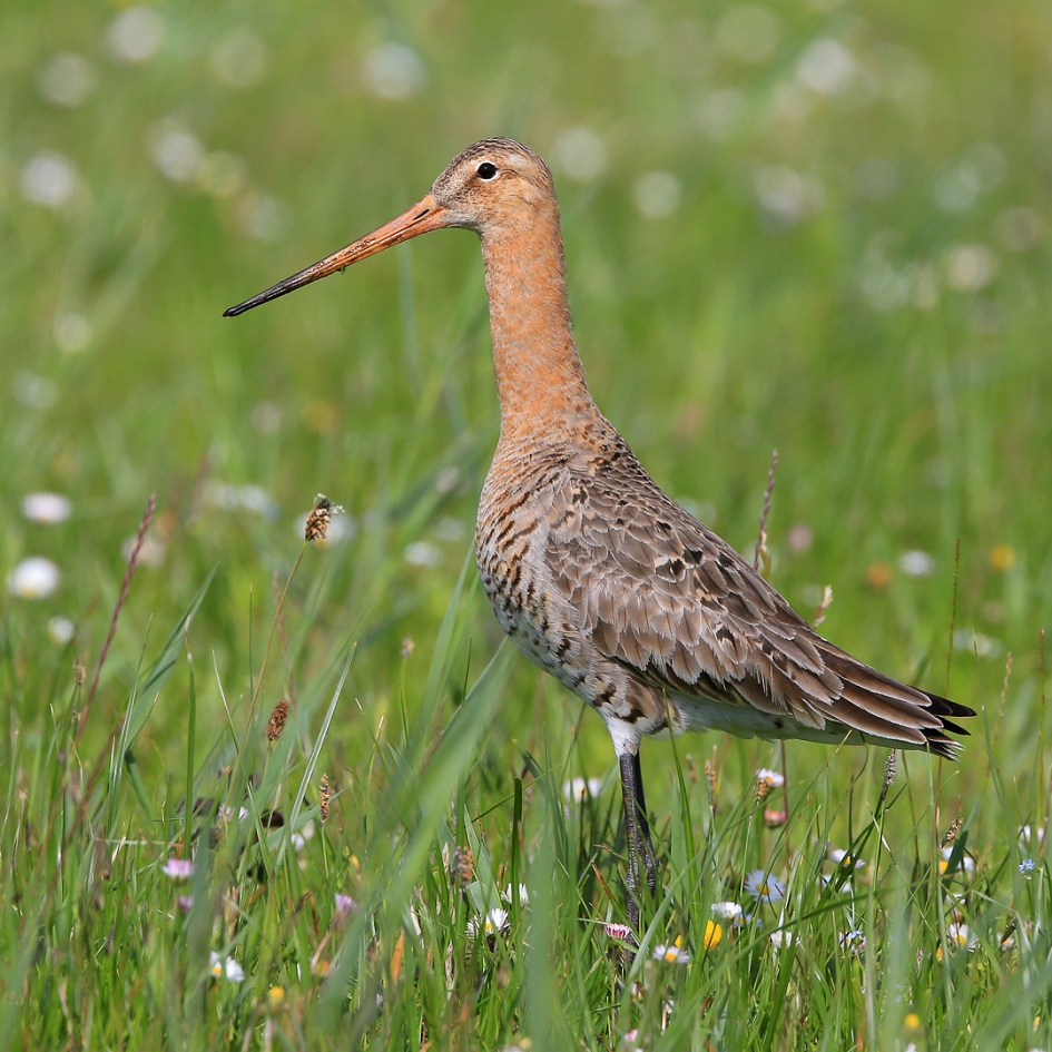 In een rijke weide ... - Vogels - Grutto