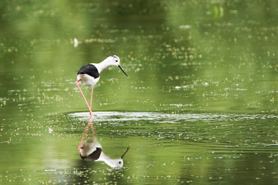 In het groen - Vogels - Steltkluut