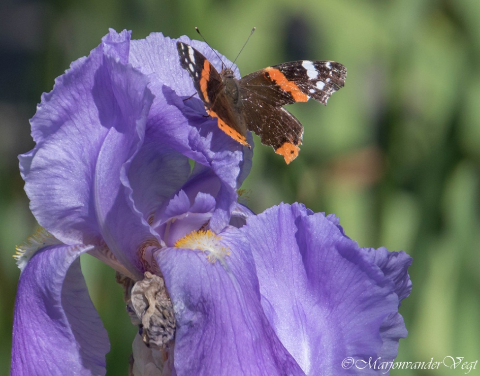 In 't paarse - Geleedpotigen - Vanessa Atalanta