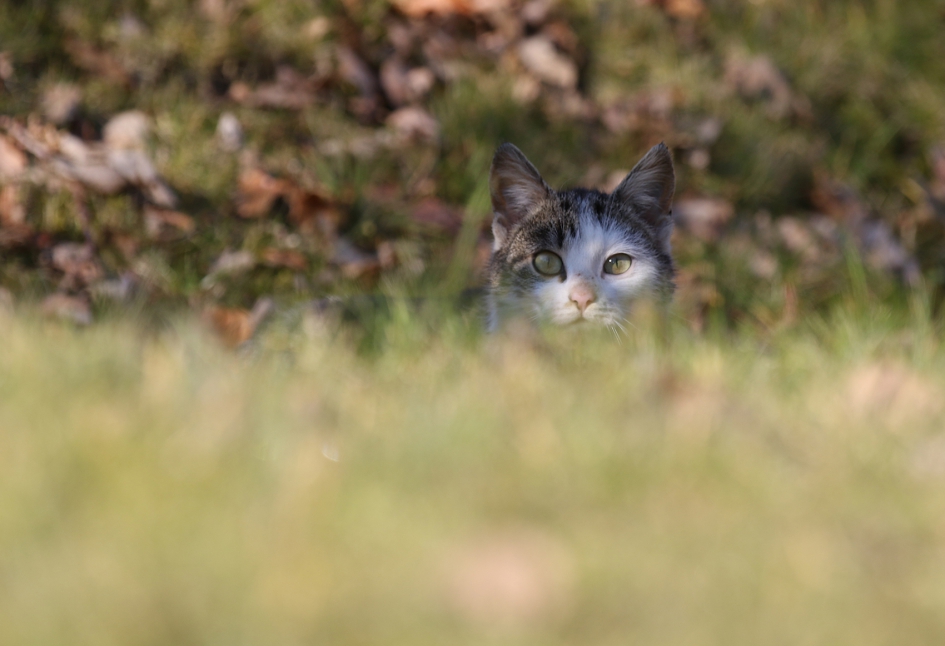in the middle of ...........Belgium - Zoogdieren - 