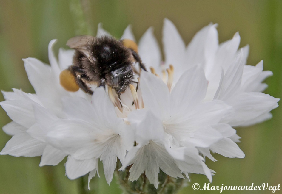 In witte korenbloem - Geleedpotigen - bij