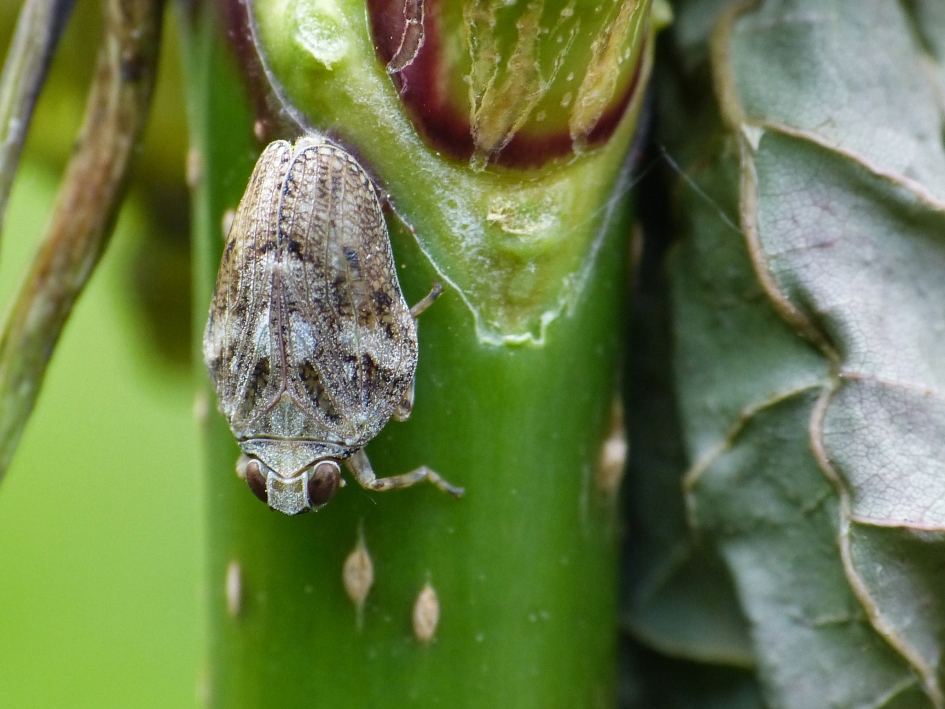 Issus coleoptratus - Geleedpotigen - 