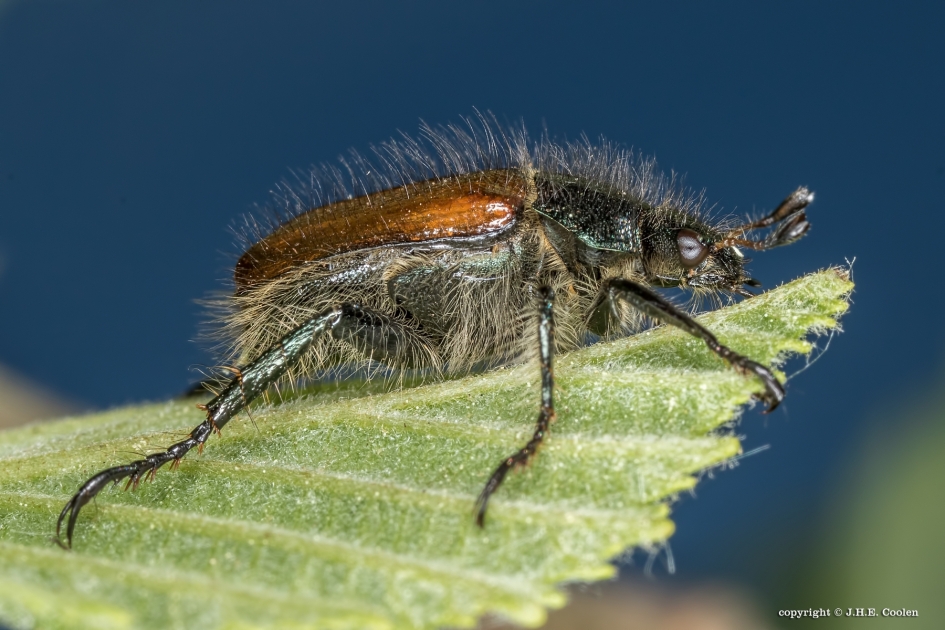 Johanneskever - Geleedpotigen - Johanneskever