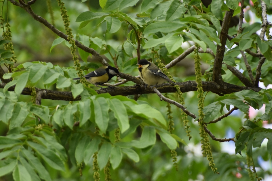 Jong koolmeesje - Vogels - 