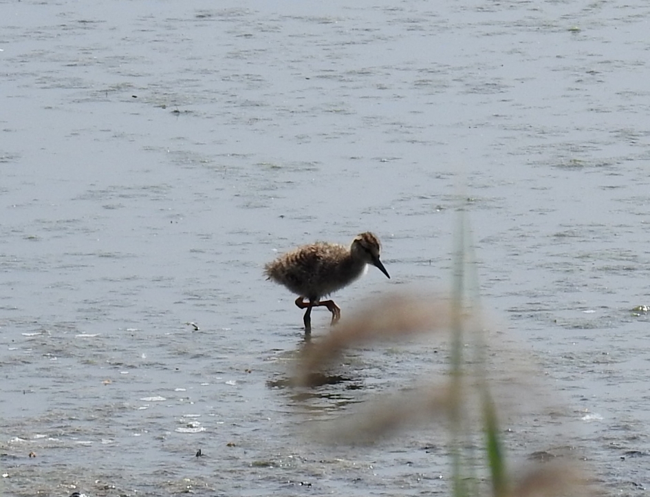 Jonge foeragerende tureluur - Vogels - Tureluur