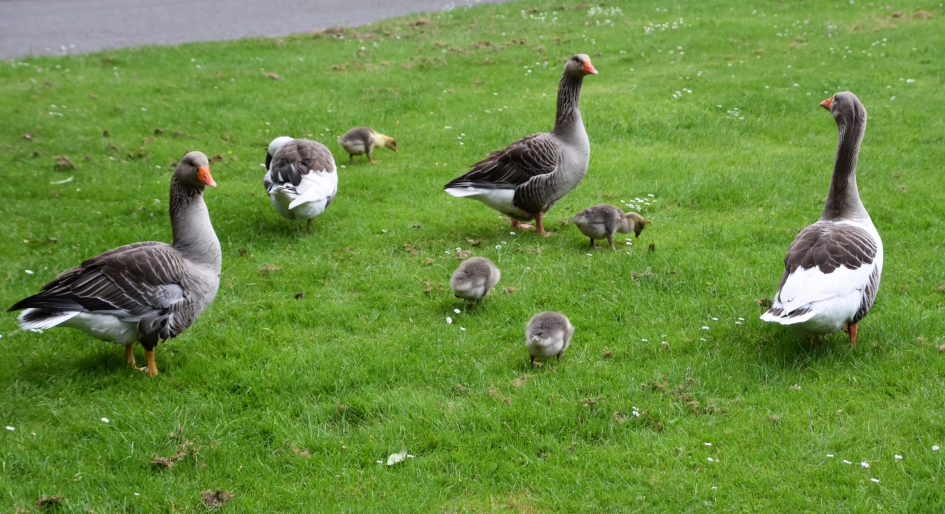 Jonge gansjes - Vogels - 