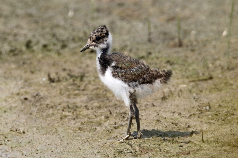 Jonge kievit - Vogels - 