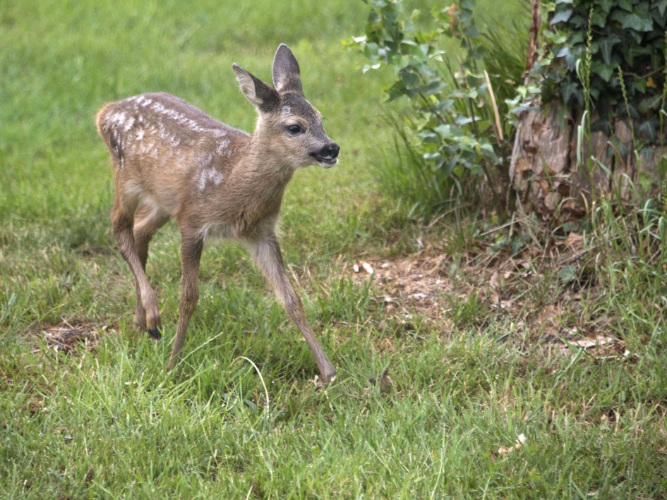 Jonge ree in tuin - Zoogdieren - Ree