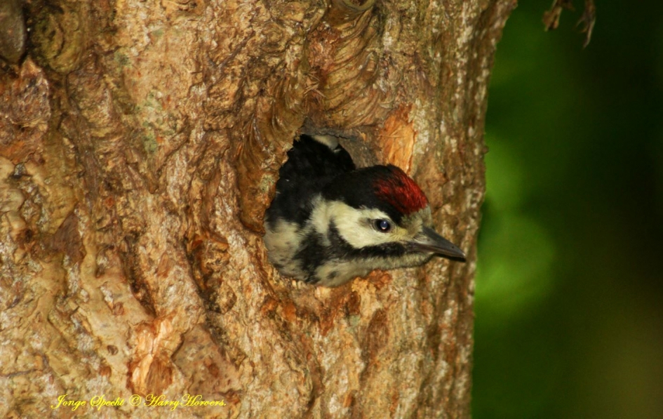 Jonge Specht - Vogels - 