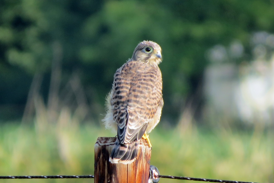 Jonge torenvalk - Vogels - 