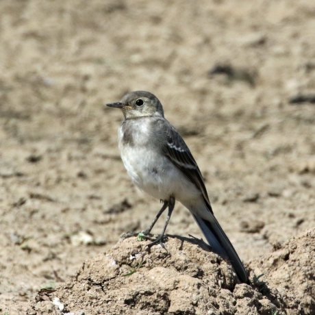 Jonge witte kwikstaart