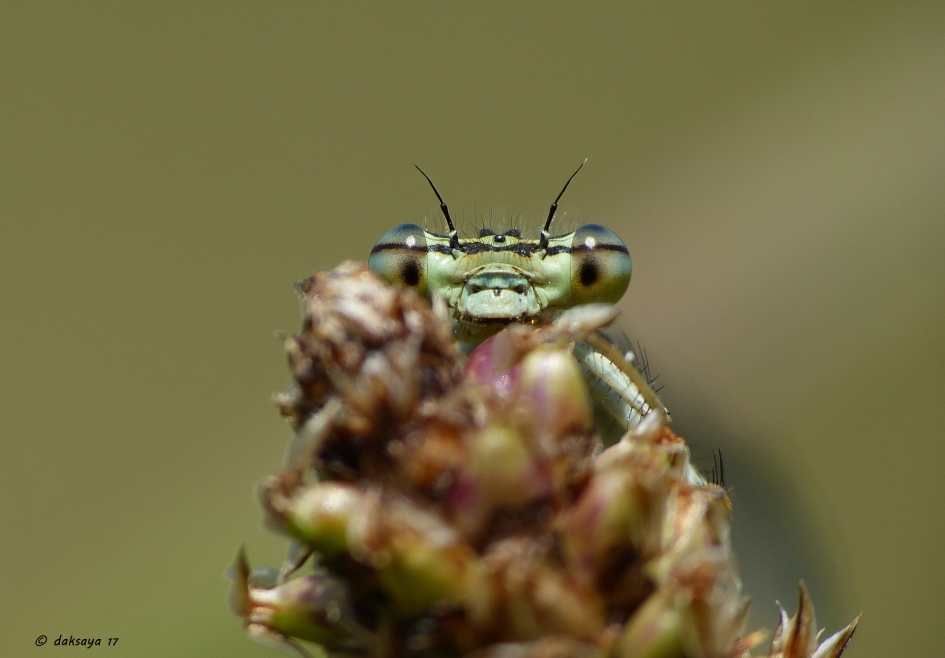 Juffer - Geleedpotigen - 