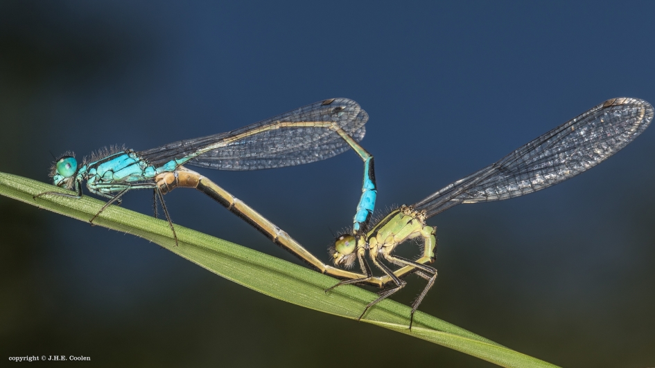 Juffer(s) - Geleedpotigen - Variabele waterjuffer