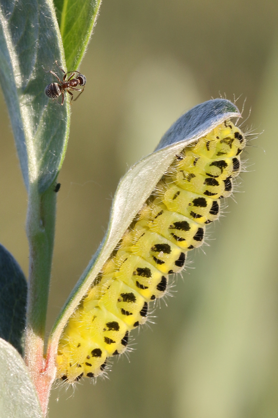 kale rode bosmier - Geleedpotigen - 