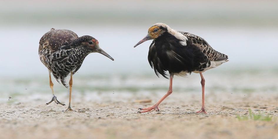 Kemphanen - Vogels - Kemphaan