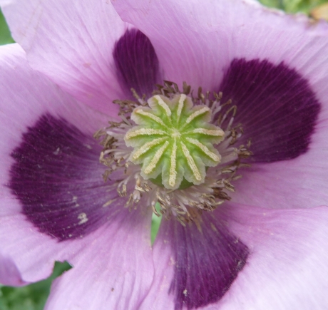 Kern van de papaver