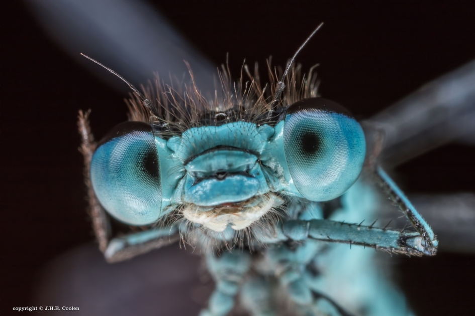 Kiekeboe - Geleedpotigen - Juffer