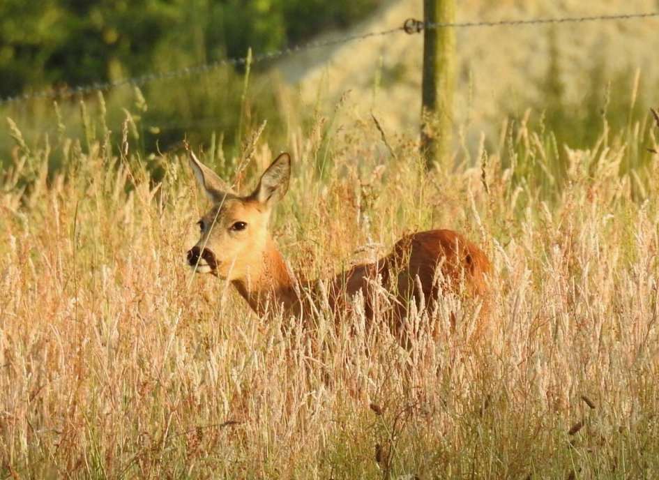 Kiekeboe - Zoogdieren - Ree
