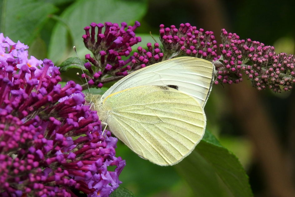 Kiekeboe - Geleedpotigen - Groot koolwitje