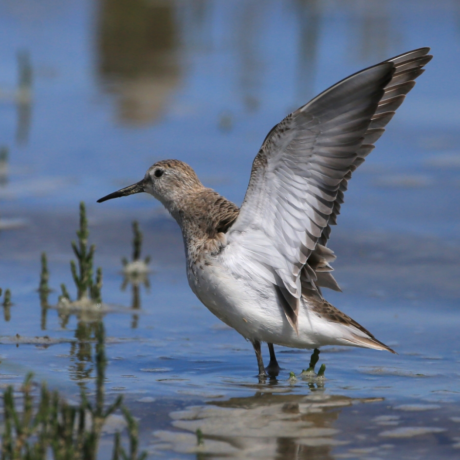 Klaar ... - Vogels - Bonte Strandloper